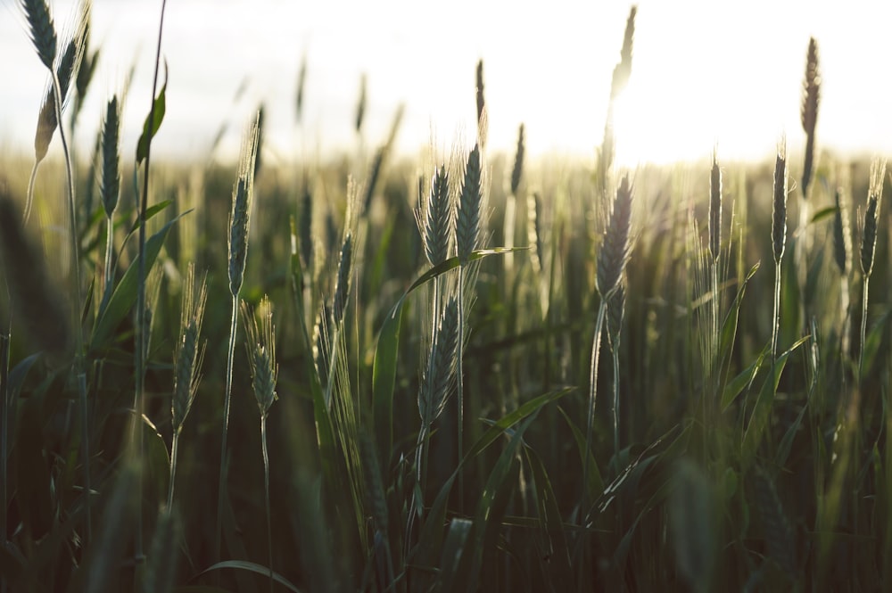 selective focus photography of green grass field during daytime