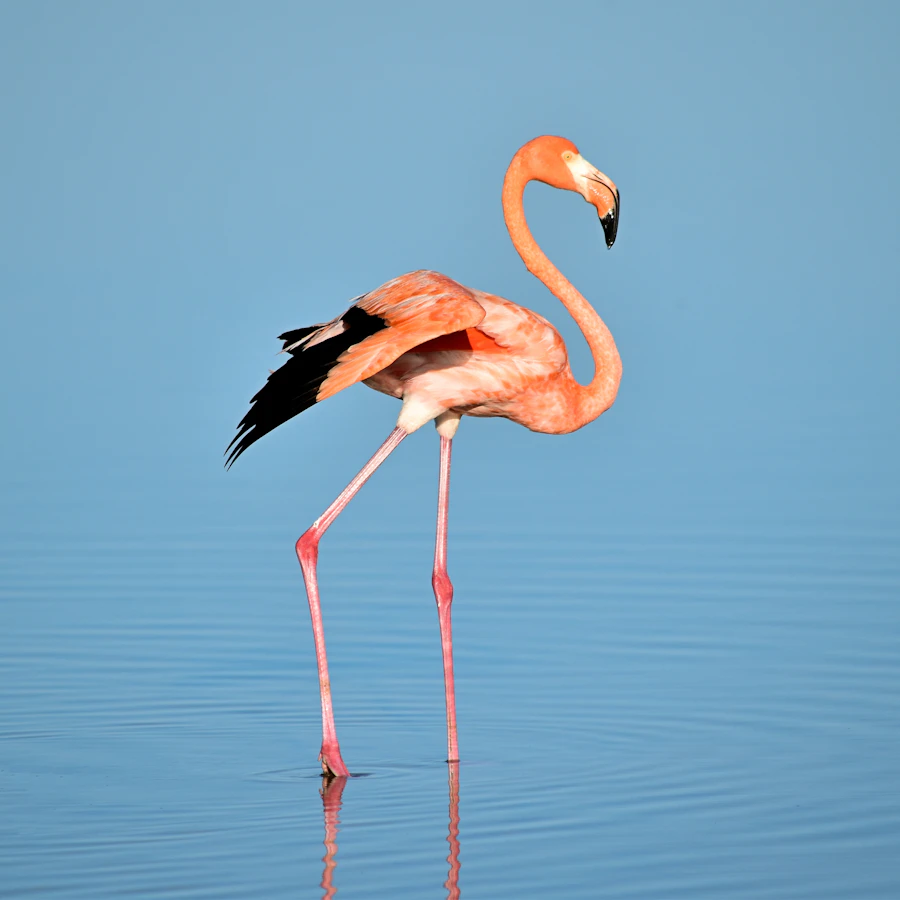 A flamingo wading in the shallows of Lake Nakuru in the Rift Valley