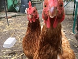 Two chickens with red combs and wattles are standing on dirt among scattered straw. Their feathers are a rich brown color, and they are in a fenced area with visible farm equipment in the background.