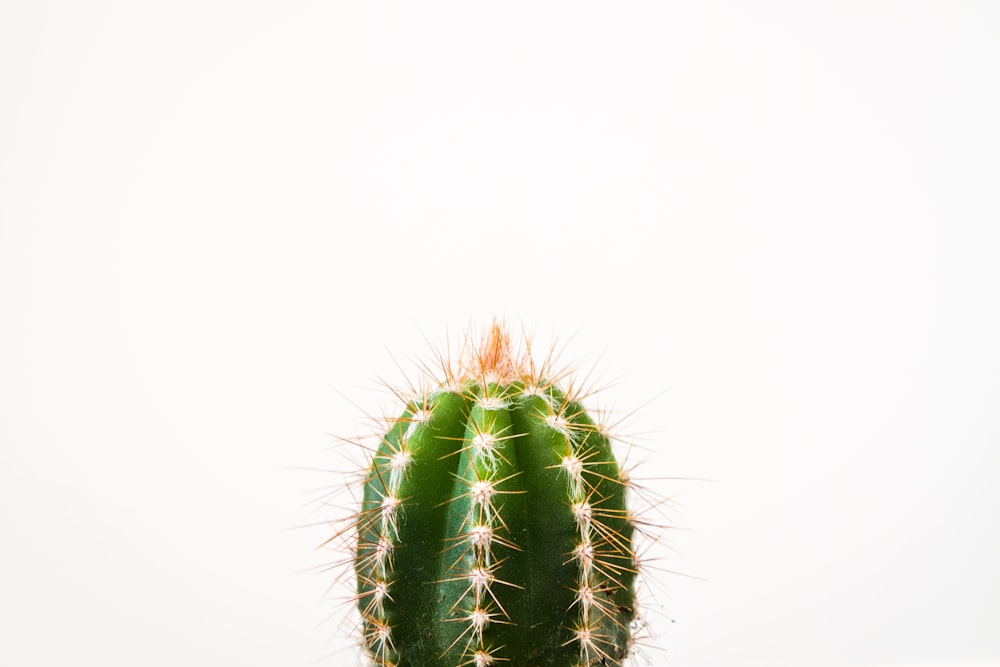 closeup photo of cactus against white background