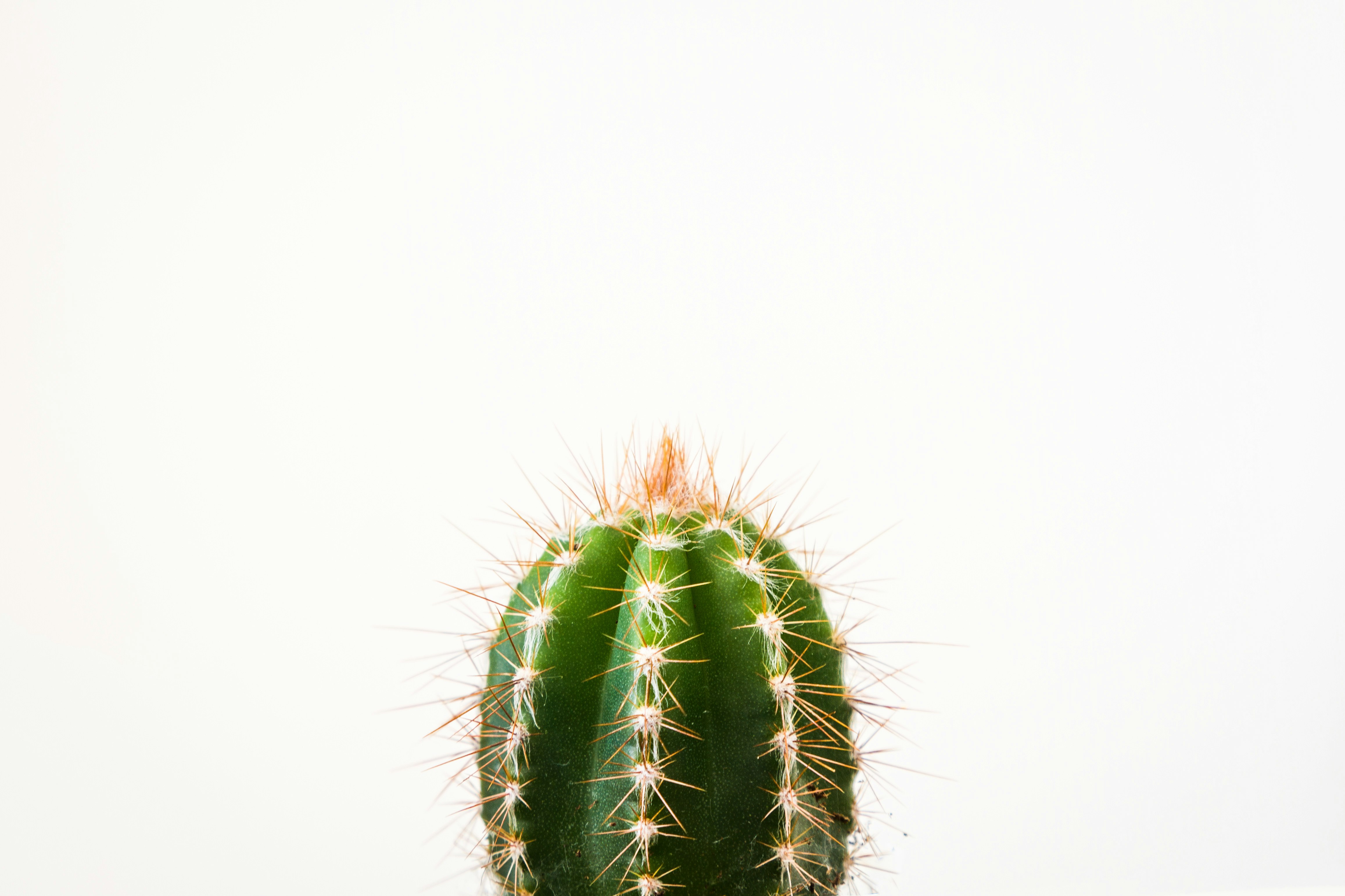 closeup photo of cactus against white background