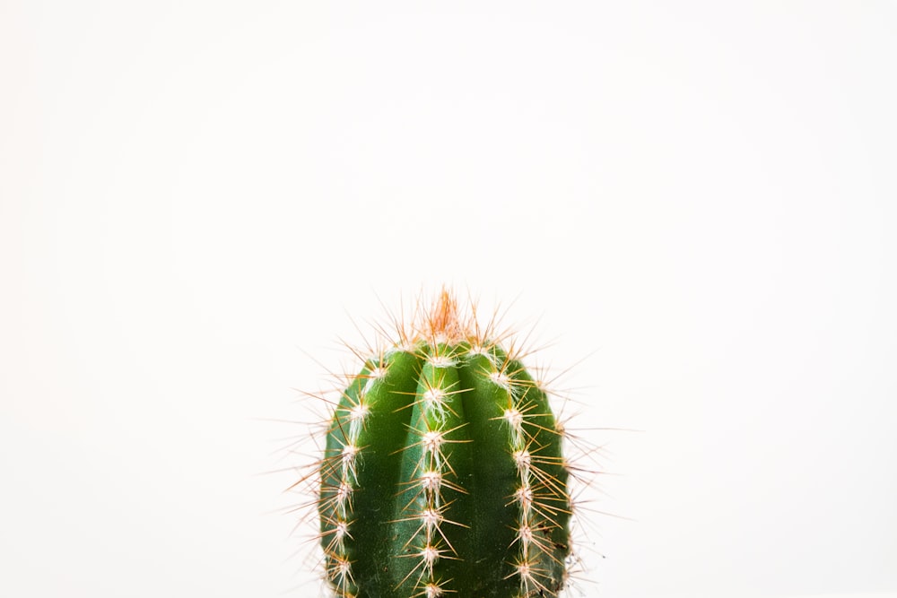Nahaufnahme des Kaktus vor weißem Hintergrund
