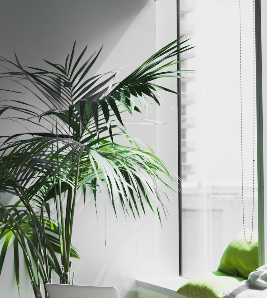 MacBook Pro near potted plant