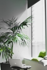 MacBook Pro near potted plant