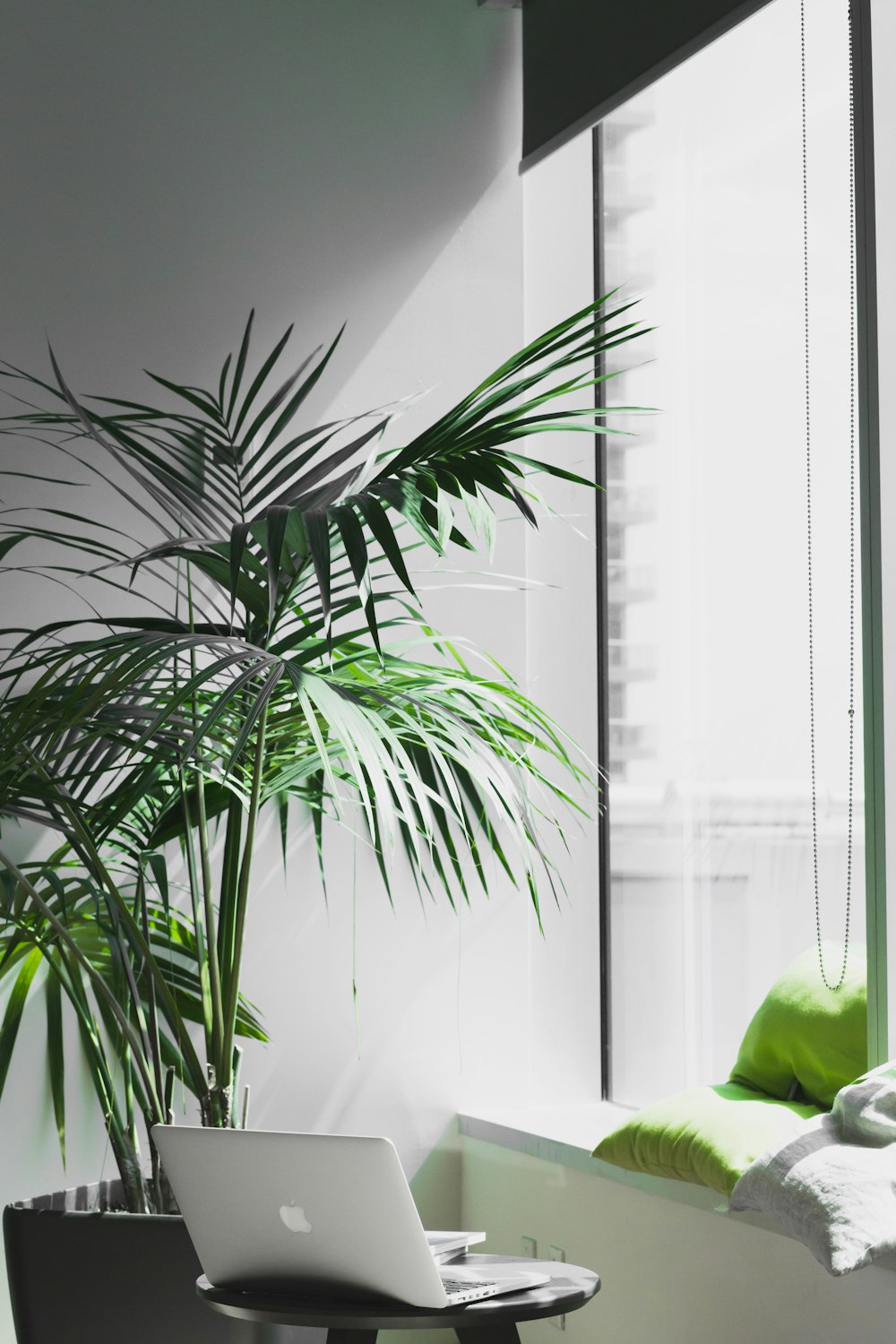 MacBook Pro near potted plant