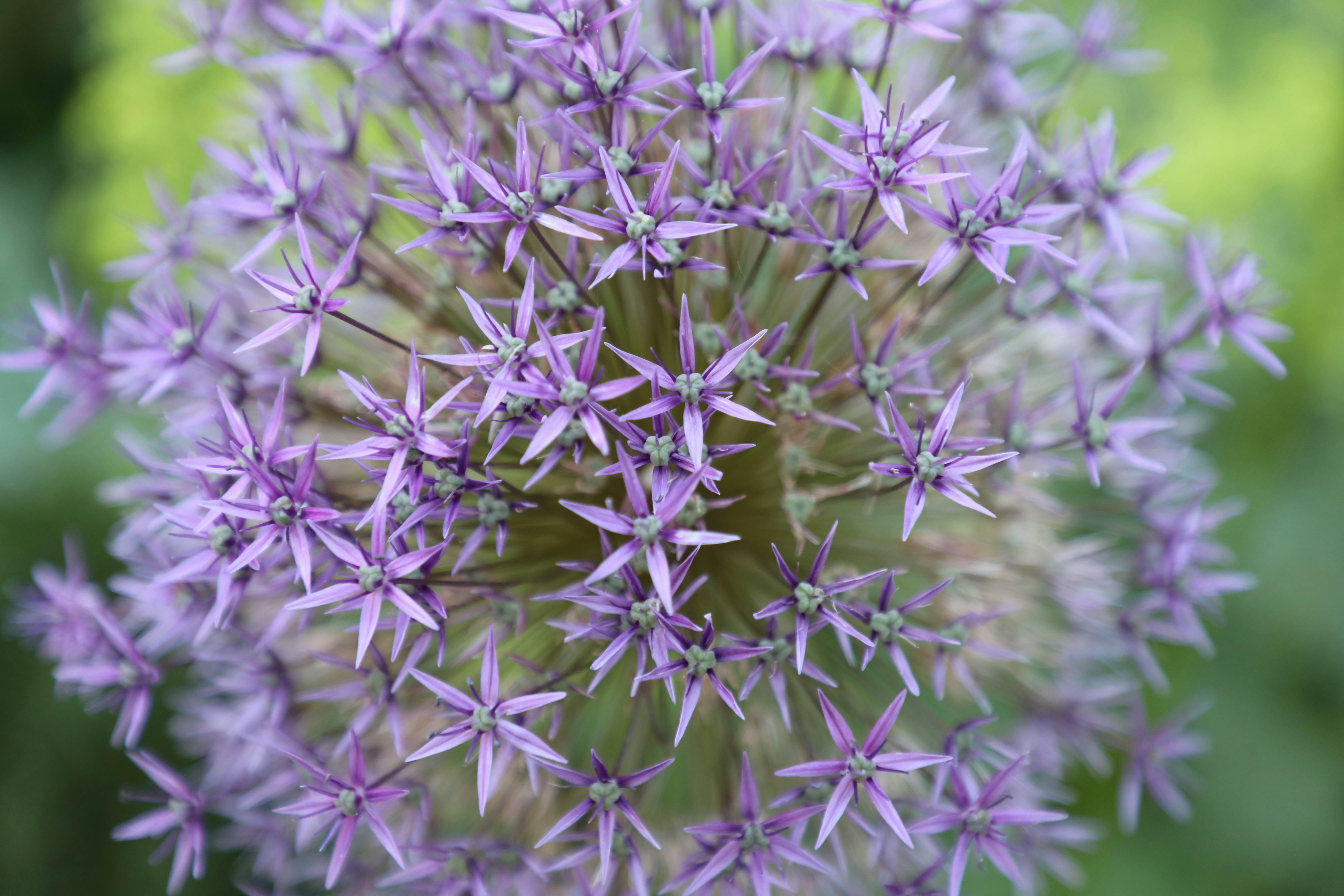 Free Unsplash photo from Arnold Toth