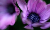 macro photography of purple petaled flower