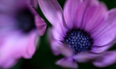 macro photography of purple petaled flower