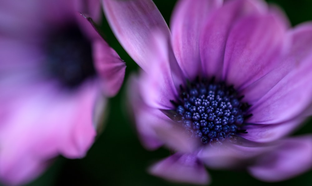 Macrophotographie de fleur à pétales violets