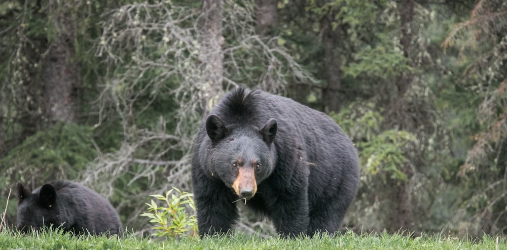 black bear walking surrounded with trees