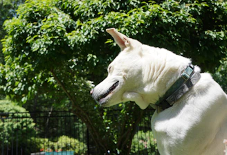 High-quality image of a dog wearing an anti-flea collar in a sunny garden.