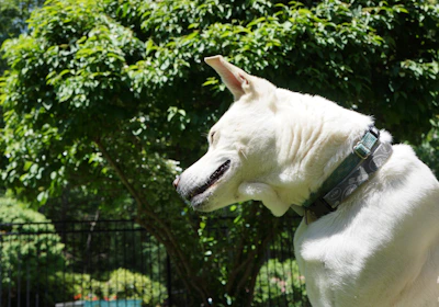 High-quality image of a dog wearing an anti-flea collar in a sunny garden.