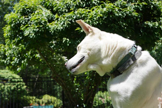 High-quality image of a dog wearing an anti-flea collar in a sunny garden.