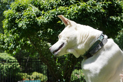 High-quality image of a dog wearing an anti-flea collar in a sunny garden.