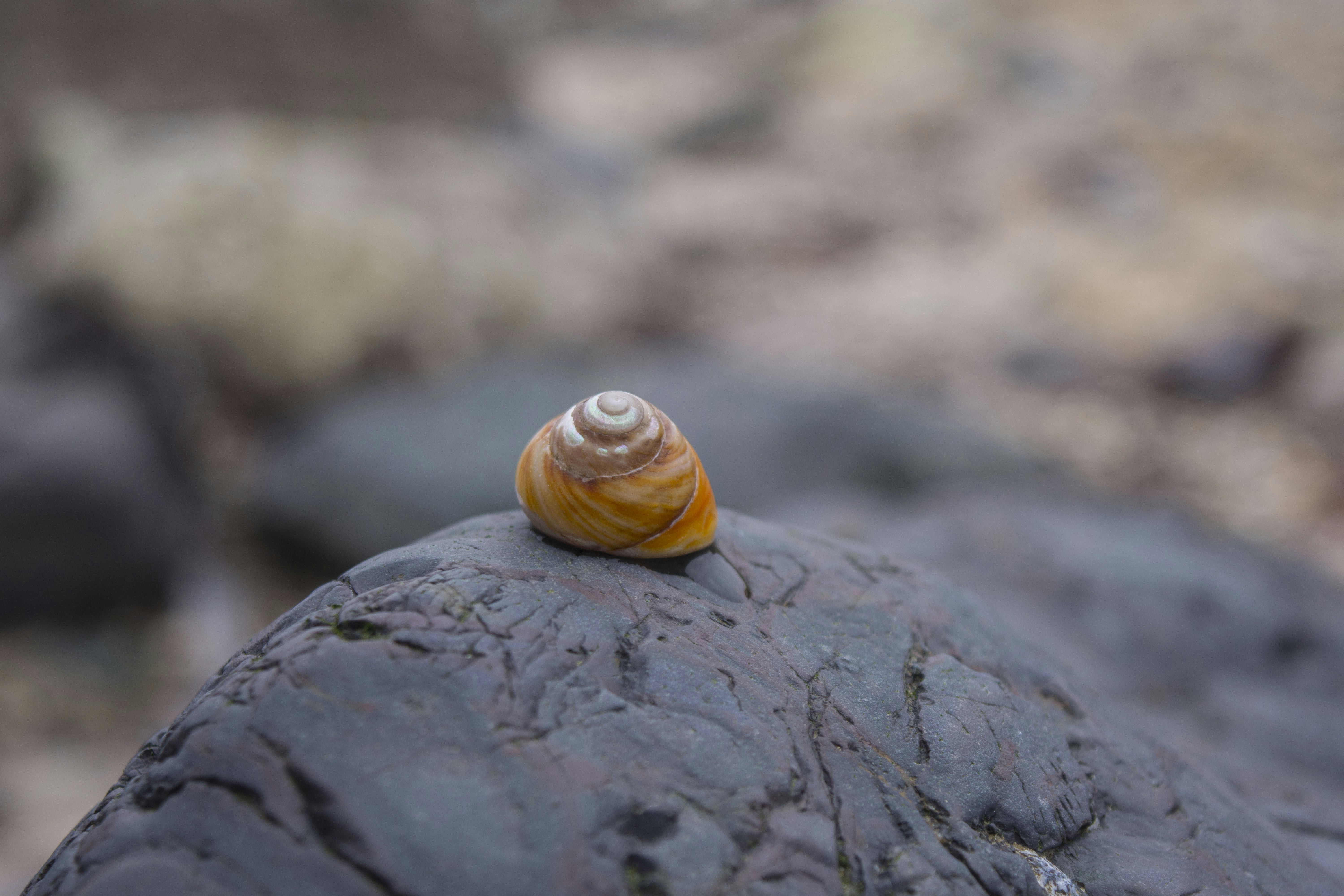 Free Unsplash photo from Megan Freeman