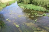A tranquil river surrounded by vibrant flora and fauna.