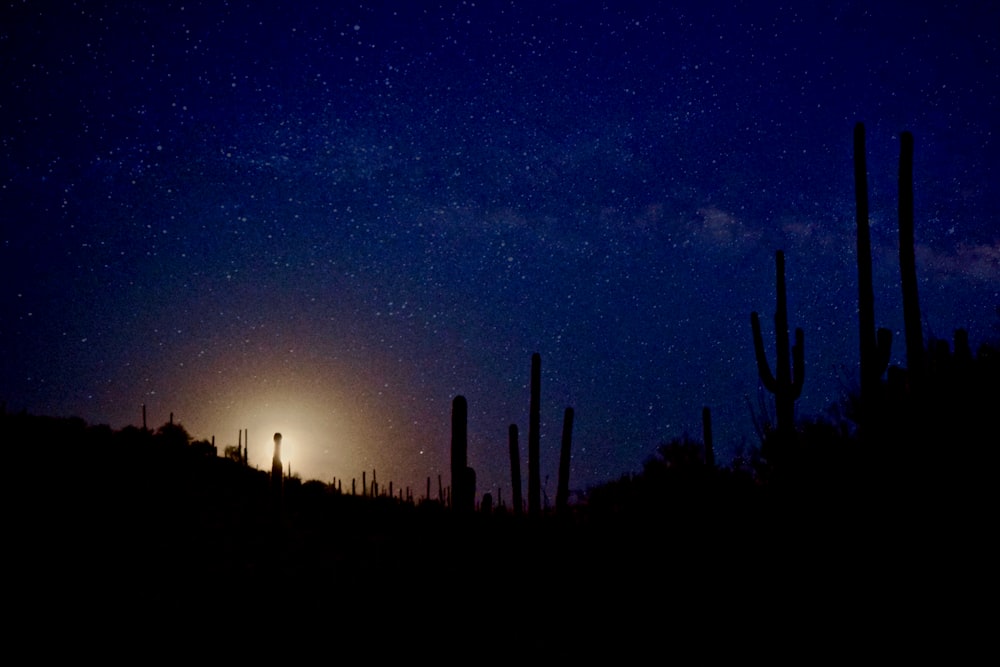 silhouette photography of cactus