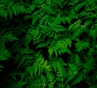 photo of green fern plant