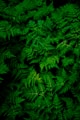 photo of green fern plant