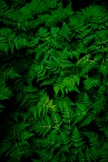 photo of green fern plant