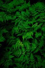 photo of green fern plant