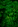 photo of green fern plant