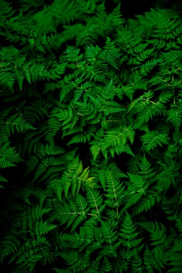 photo of green fern plant