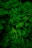 photo of green fern plant
