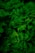 photo of green fern plant