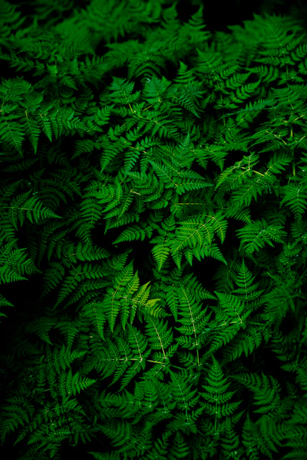 Patio garden
