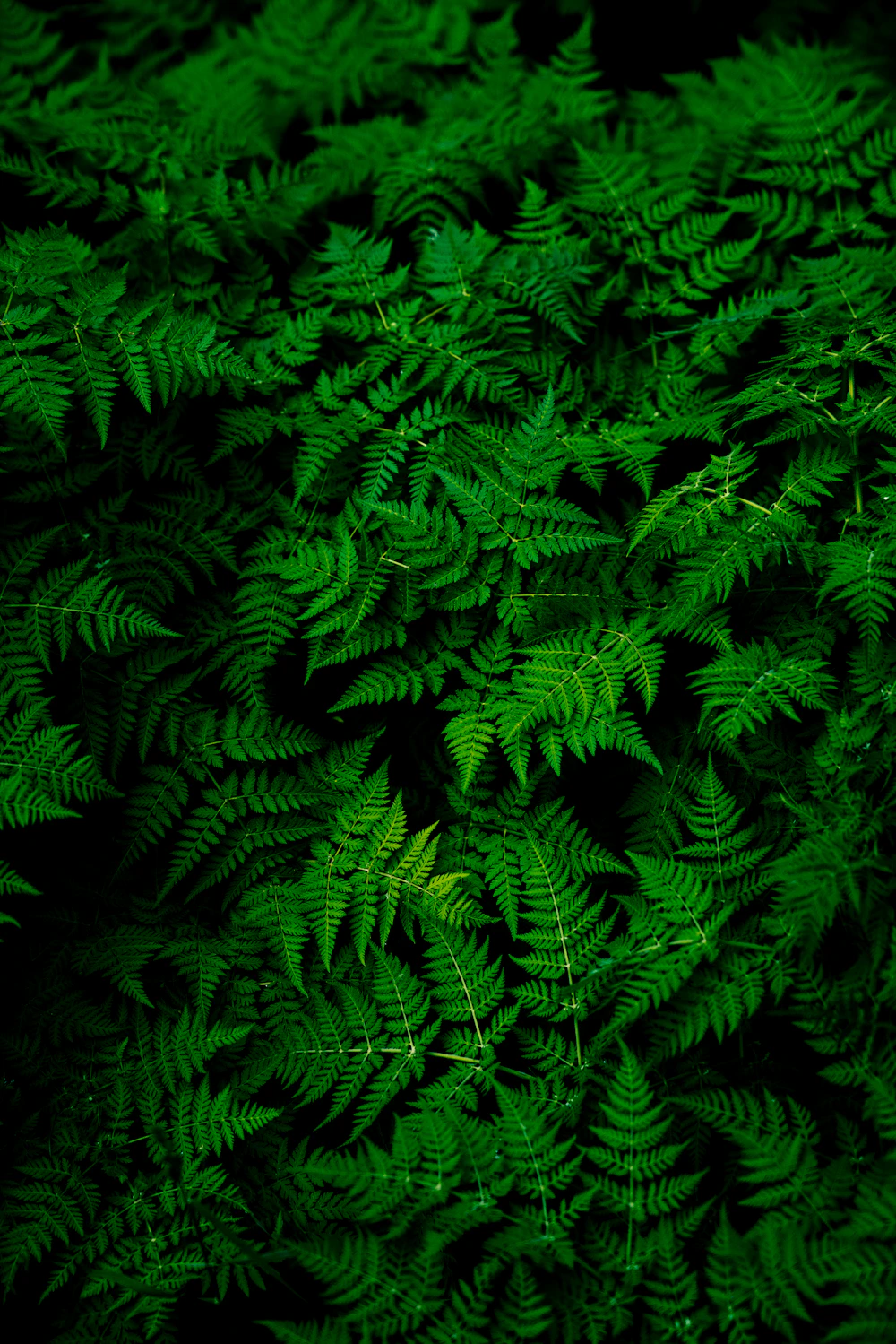 Beautiful green plants