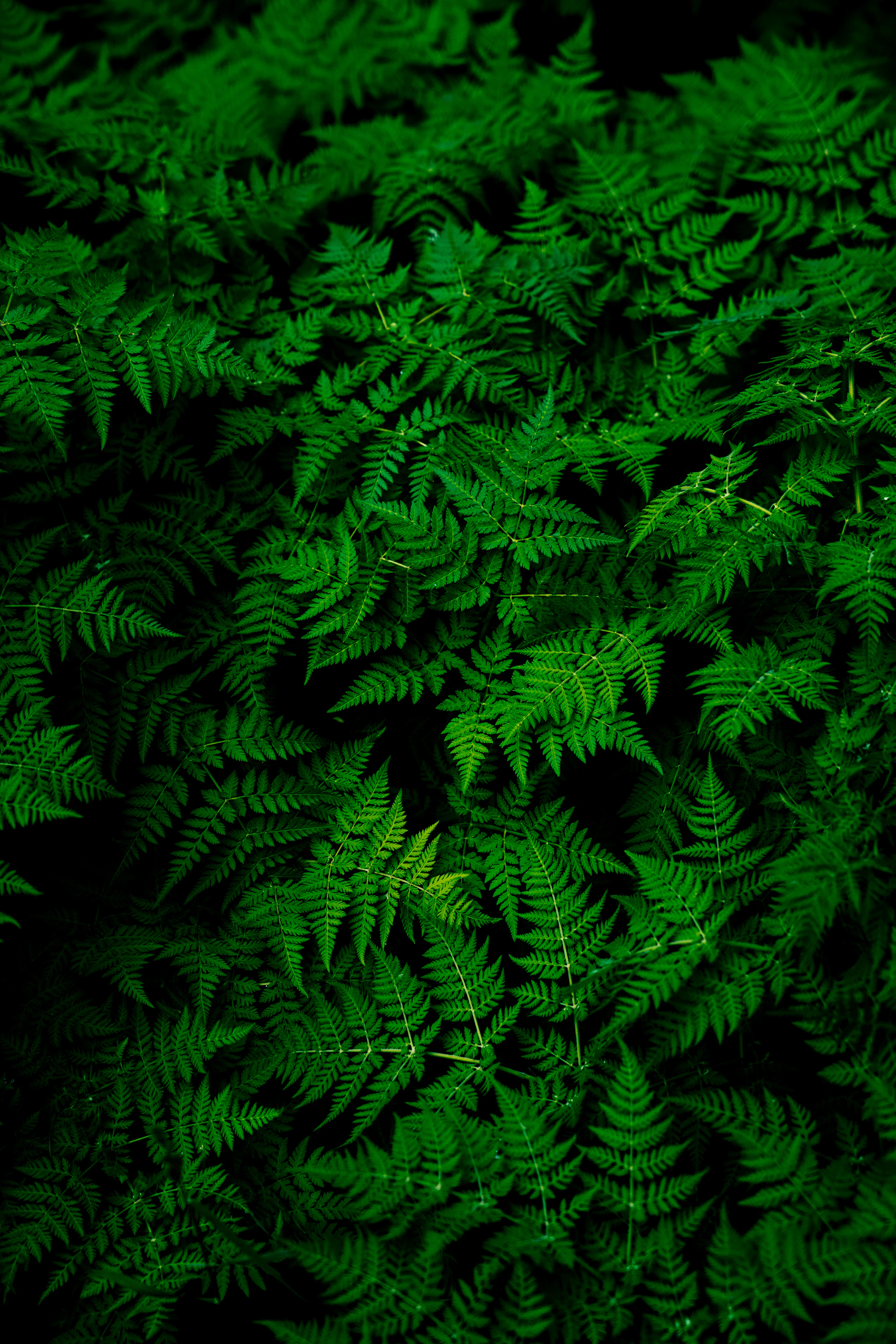 Indoor and outdoor green plants