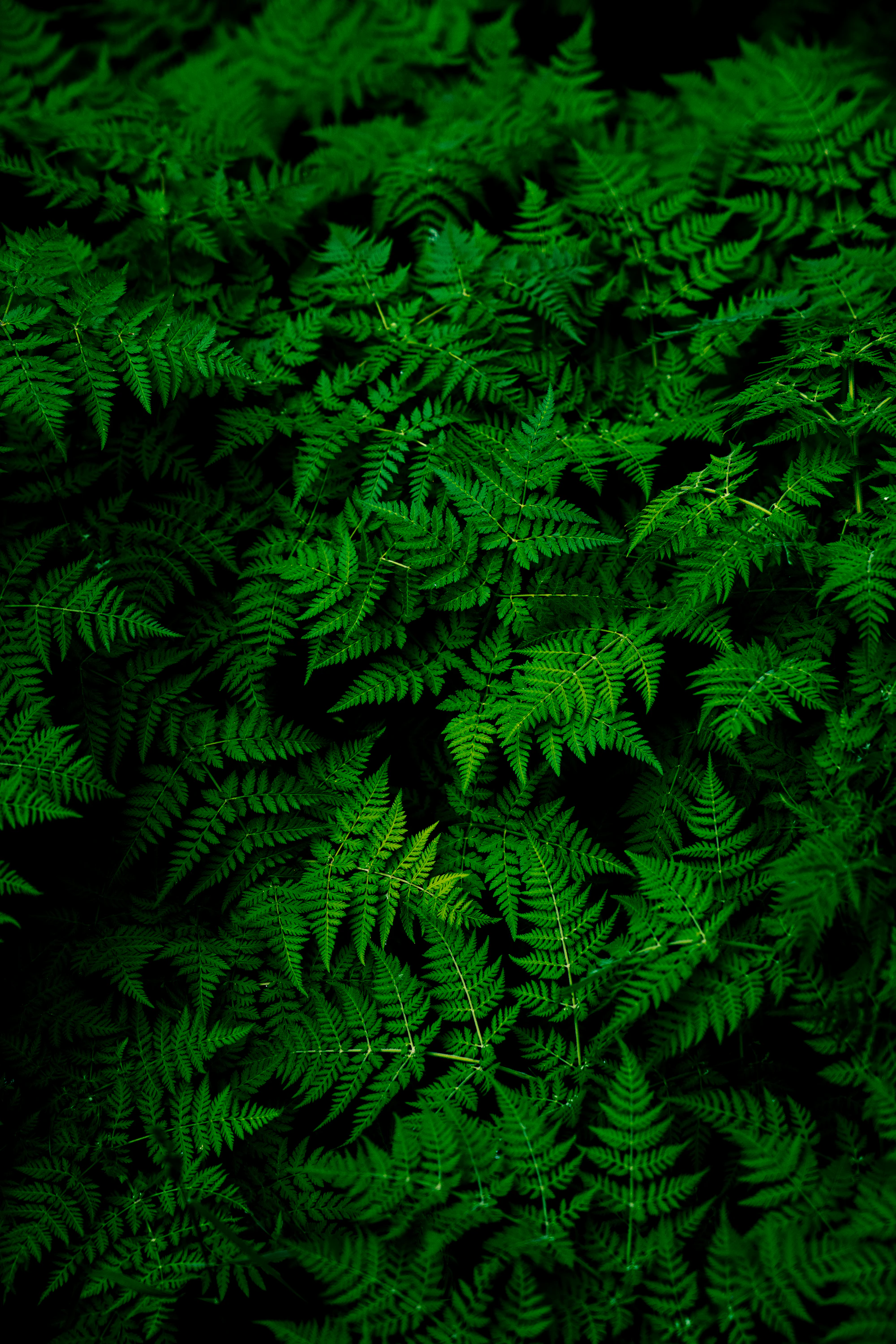 Plantas verdes creciendo en un entorno urbano, imagen editorial para Entre baldosas