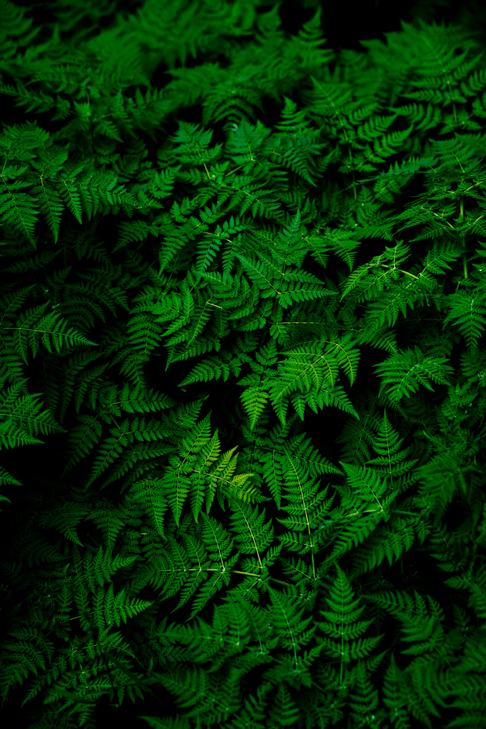 Plante verte symbolisant la transformation environnementale
