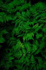 photo of green fern plant