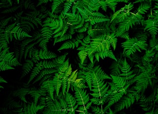 photo of green fern plant