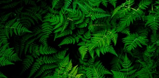 photo of green fern plant