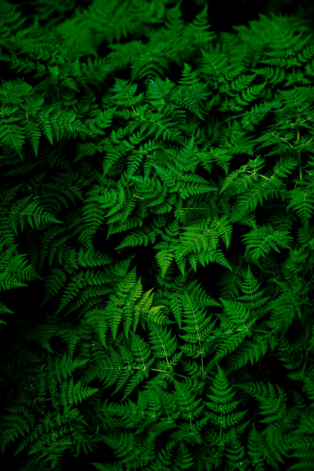 緑のシダ植物の写真