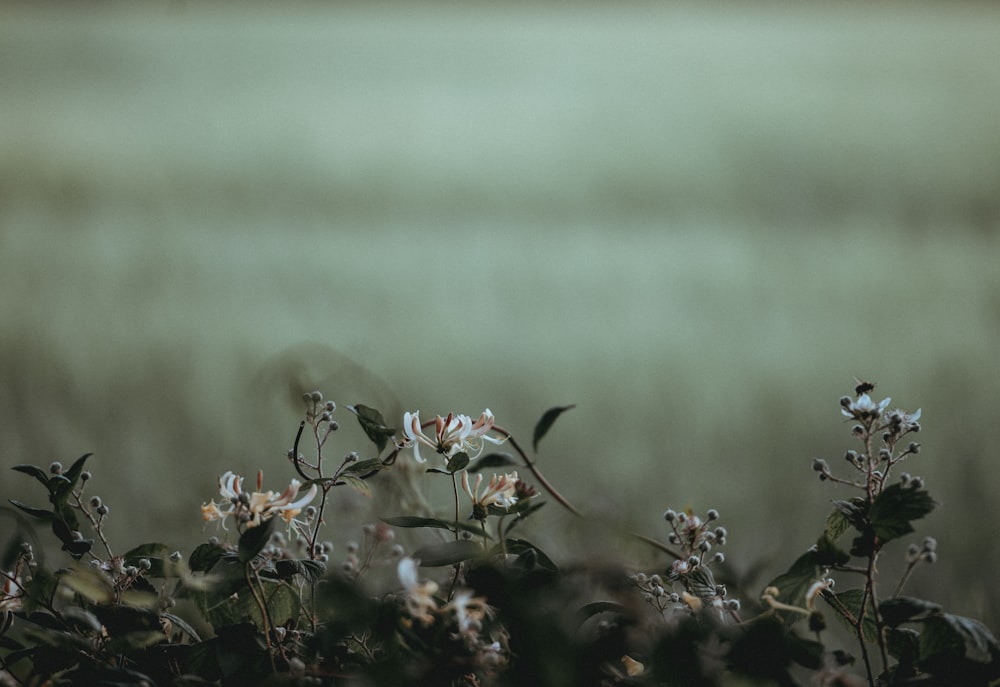 closeup photography of white petaled flowers