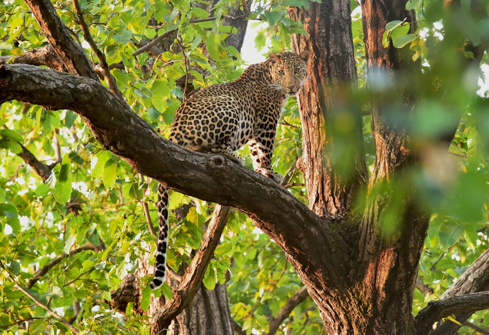 brown and black cheetah on tree