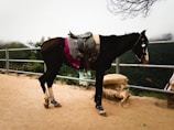 A horse is standing near a metal railing with dense forest visible in the background. The horse is adorned with colorful fabric and a saddle, and it is wearing protective leg coverings. The ground is sandy, and there are burlap bags placed nearby. The sky is overcast and there is mist enveloping the distant trees.