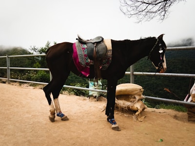 A horse is standing near a metal railing with dense forest visible in the background. The horse is adorned with colorful fabric and a saddle, and it is wearing protective leg coverings. The ground is sandy, and there are burlap bags placed nearby. The sky is overcast and there is mist enveloping the distant trees.