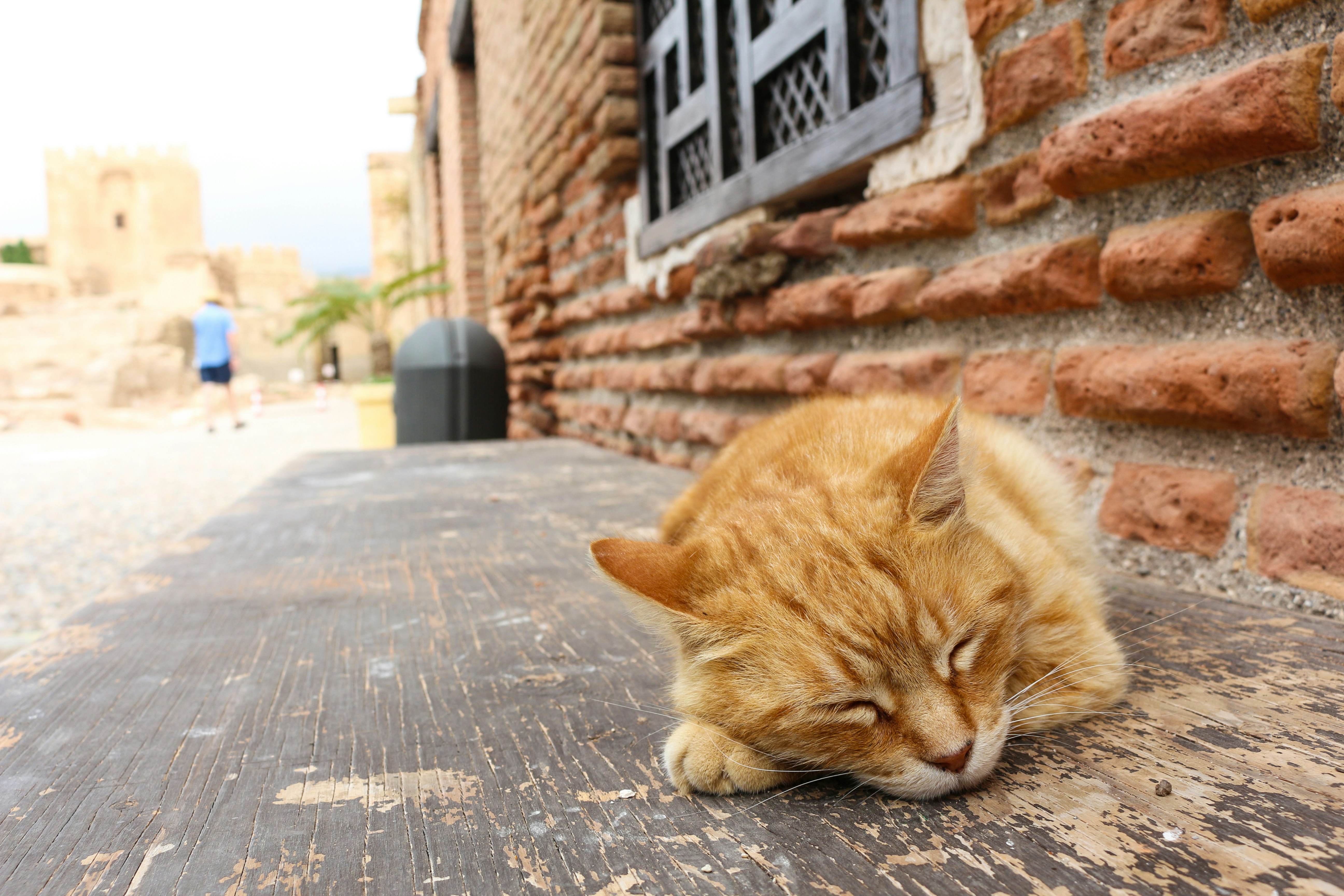 Free Unsplash photo from Serena Pretti