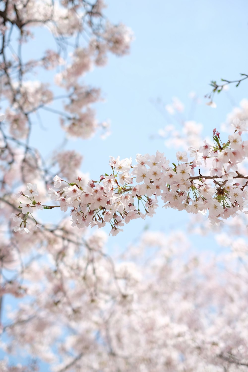 Weiße Kirschblüte unter strahlend blauem Himmel während des Tages