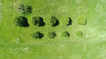 Aerial view of a green field with paulownia trees and miscanthus plants growing on reclaimed land.