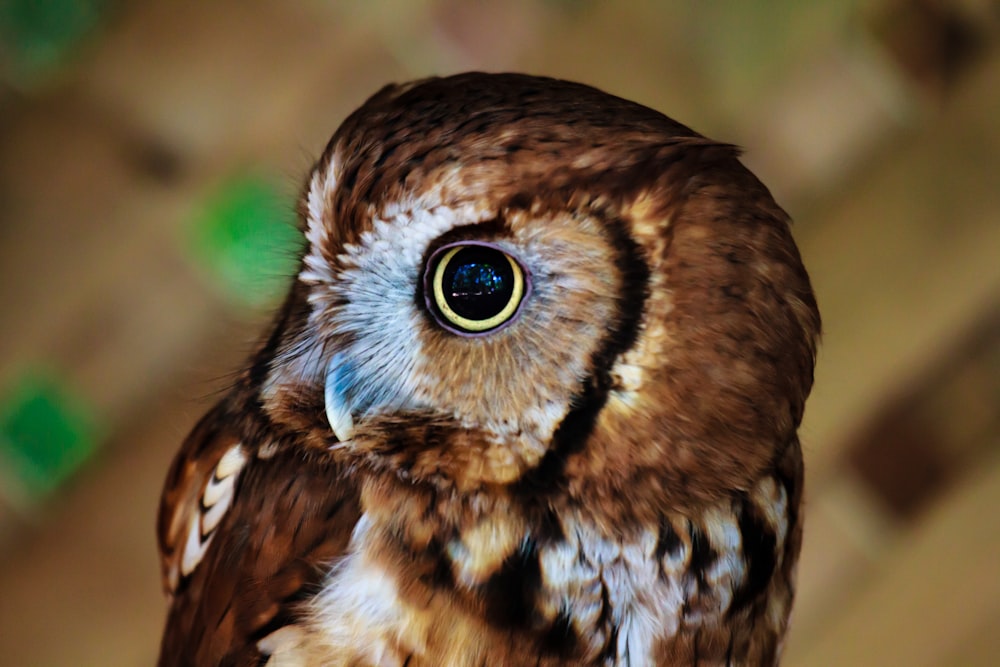 Photographie de mise au point peu profonde de hibou