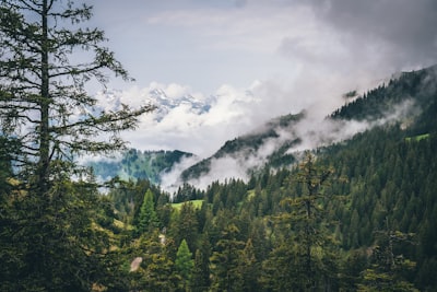 forest covered with white thick fog at daytime liechtenstein zoom background