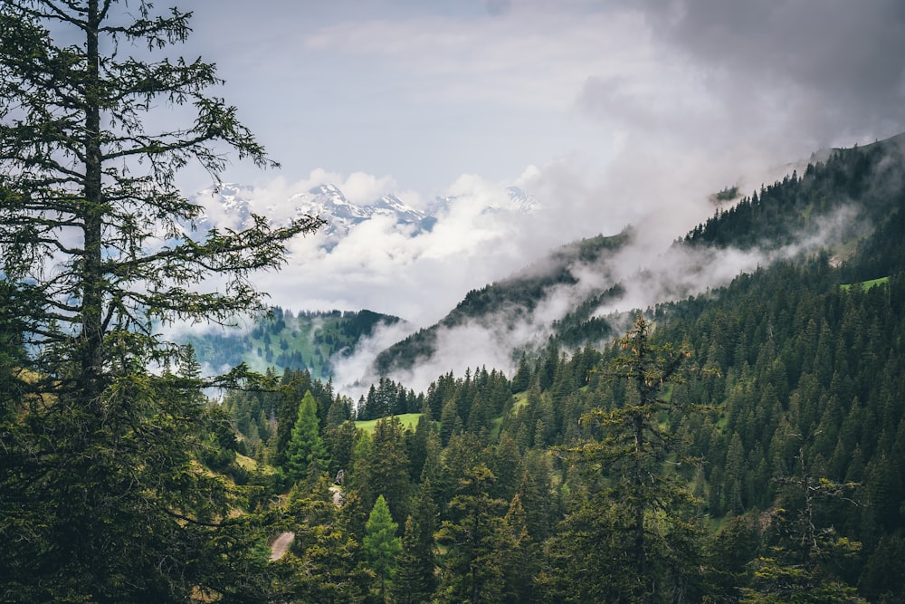 forest covered with white thick fog at daytime