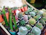 A cluster of small artificial cacti in colorful patterned pots arranged on a shelf.