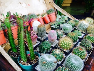 Various succulents and cacti grouped together on a wooden shelf.